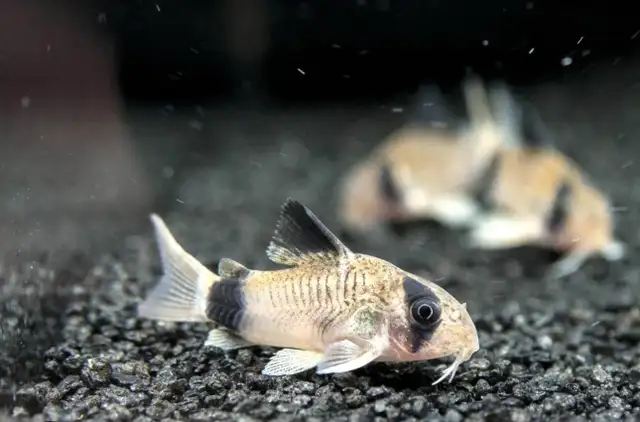 panda corydora  in Fish for Rehoming in Fredericton - Image 2