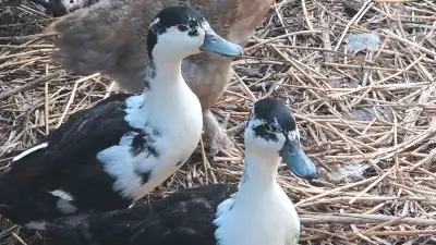 Beautiful Call Ducks! +  Drakes Free, View more
