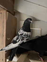 Pigeons Pakistani Rampuri