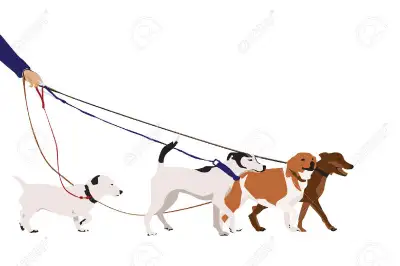 Pet Sitting, Boarding, and Mid-Day Walks, View more
