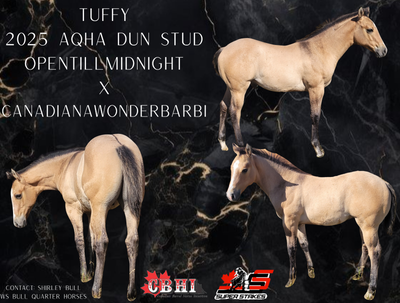 CBHI/SS 2025 buckskin dun stud colt, View more