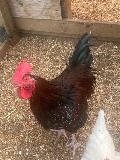 Speckled Sussex Rooster, View more