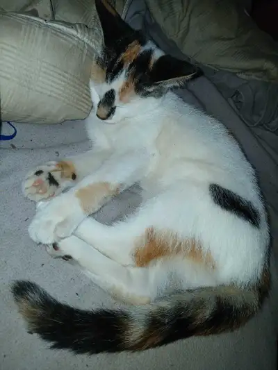 kitten very beautiful not fixed female looking for new home, View more