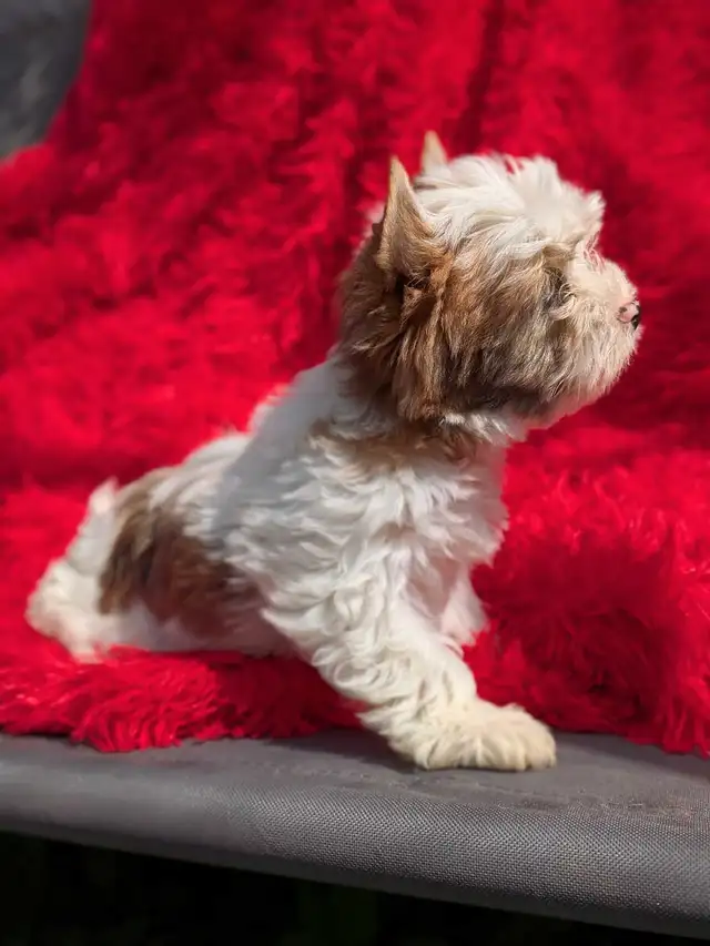 Blue eyed Yorkie in Dogs & Puppies for Rehoming in Oshawa / Durham Region - Image 4