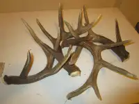Paying Cash for Naturally Shed Antlers