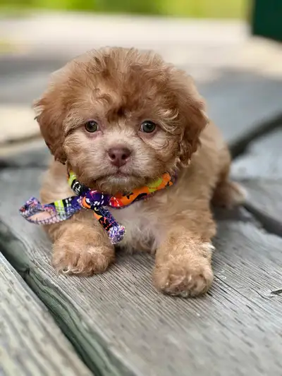 Hi everyone! Meet boy Carlos, he is a mix of Toy Poodle and a small bichon. He weighs about 1 lbs at...