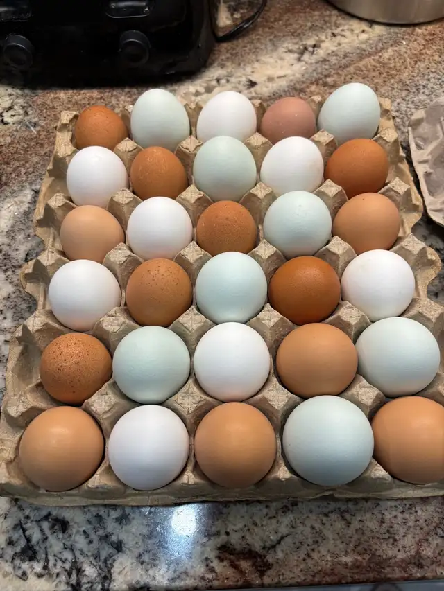Farm Fresh Eggs (IN STOCK) in Livestock in St. Catharines - Image 10