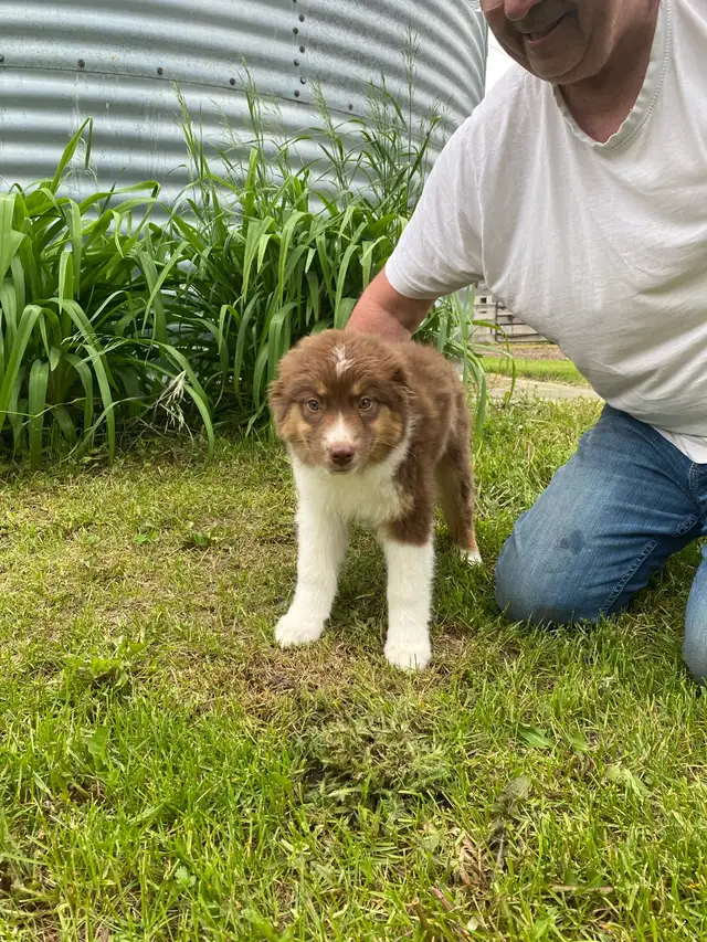 Australian Shepherd Puppies in Dogs & Puppies for Rehoming in Oshawa / Durham Region - Image 3
