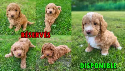 Goldendoodle miniature F1BB, View more