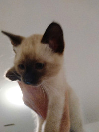 Siamese x ragdoll 2 with 7 toes 