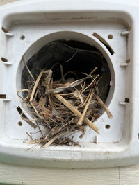 Bird Removal & Squirrel Removal From Wall Vent in Brampton -
