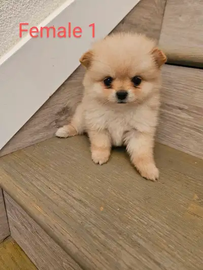 adorable pomeranian puppies, View more