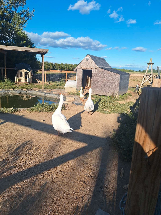 2 geese ,2 ducks  in Livestock in Leamington - Image 3