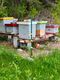Honey bee Colonies for Sale