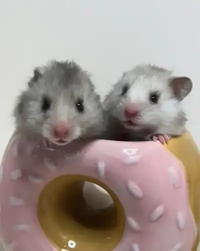 Ethically-Bred & Pedigreed Syrian Hamsters for Adoption!, View more