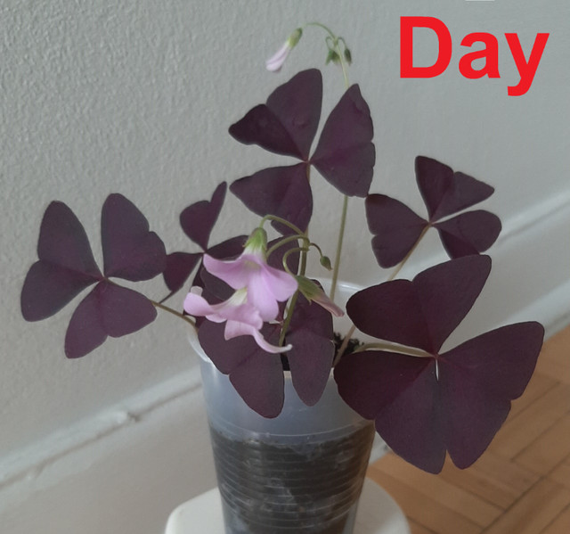 Purple Oxalis Triangularis Shamrock plant (indoor/outdoor) in Other in City of Toronto