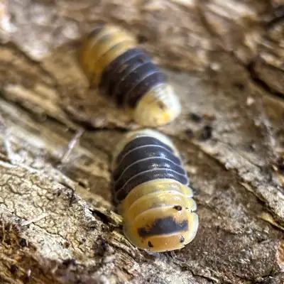 Cubaris sp. “Bumblebee” Isopods, View more