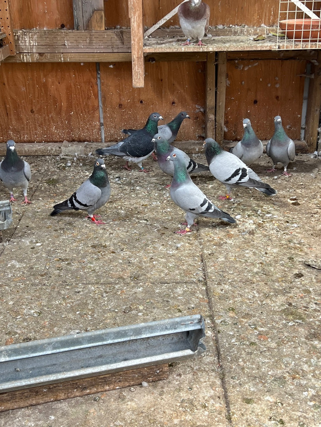 Racing pigeons  in Birds for Rehoming in Mission