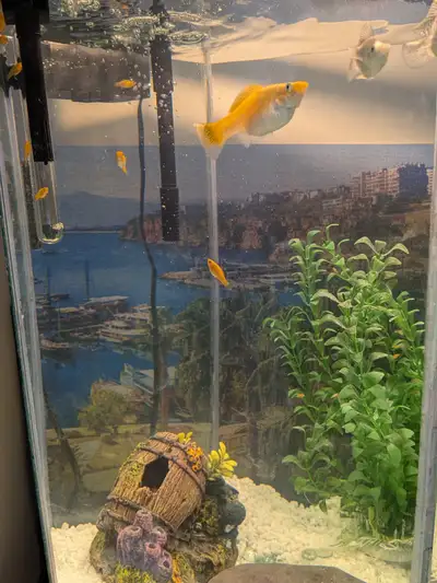 Fish Aquarium Set All Included, View more