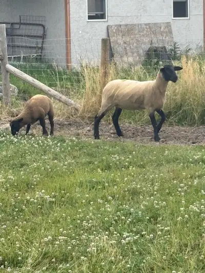 sheep/baby , View more