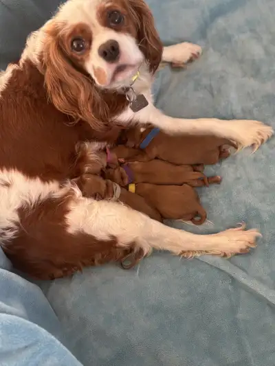 Cavalier King Charles Spaniels, View more