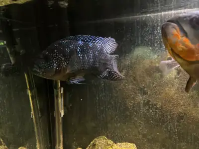 fullgrown Jack Dempsey (male) for trade/sale, View more
