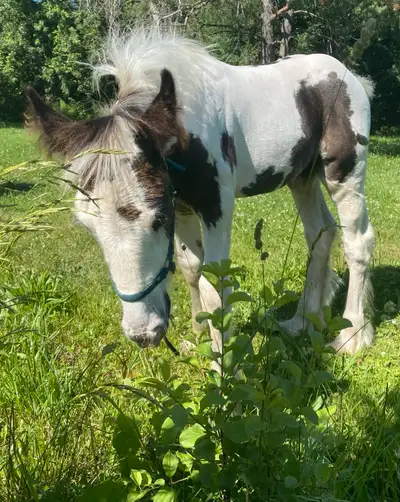 Gypsy Vanner Colt, View more