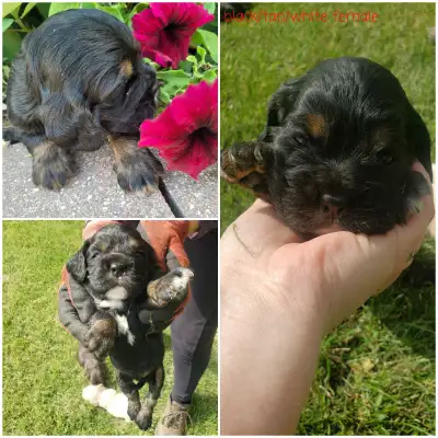 American cocker spaniel puppies, View more