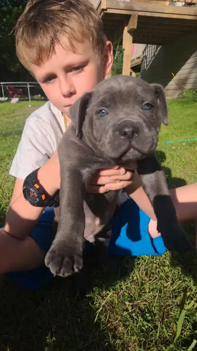 american bulldog pups ready for thier new home!, View more