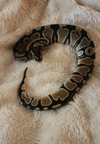 Female Baby Ball Python (double het for piebald & VPI axanthic)