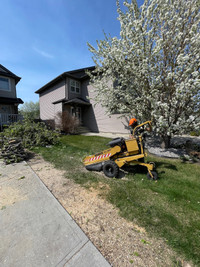 Stump Grinding and Tree Removal! Looking for work