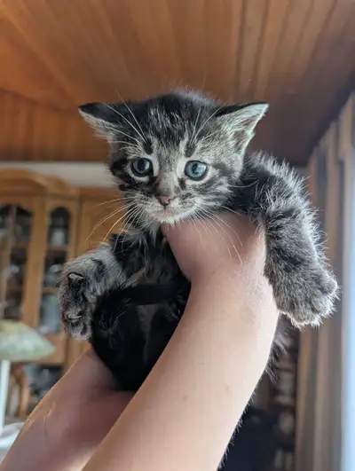 Adorable Kittens Looking for a Loving Home, View more