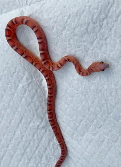 Two scaleless corn snakes Available One adult blood red amazingly friendly inquisitive One baby lear...