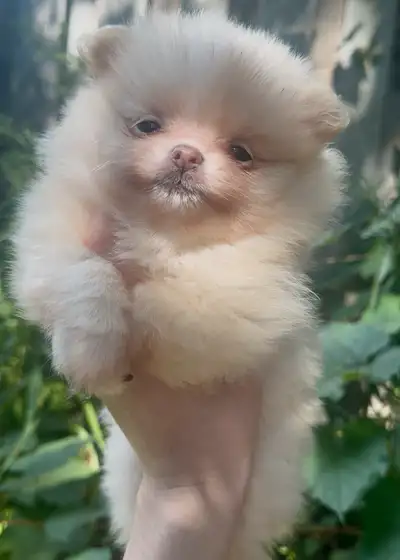 Tiny Cream/White Pomeranian Girl, View more