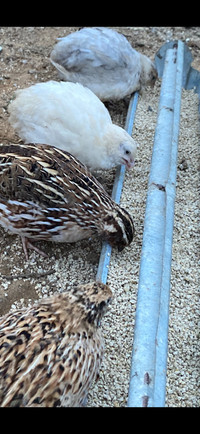 Male quail $5 or 5/$20