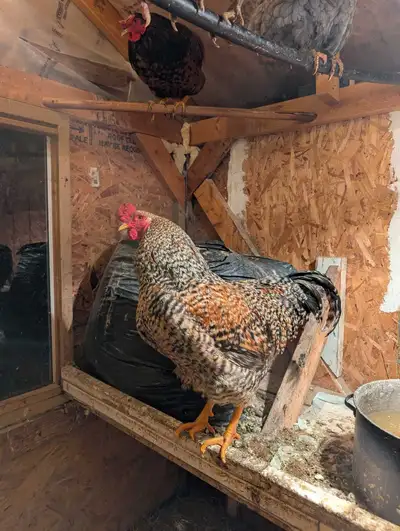 X-Large Roosters $25 ea. OBO, View more