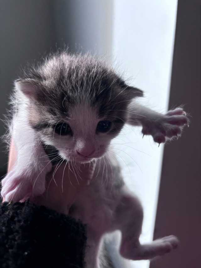 chatons à adopter dans Chats et chatons à adopter  à Lanaudière - Image 2