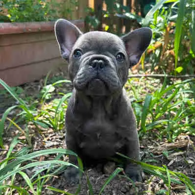 Blue French Bulldog, View more