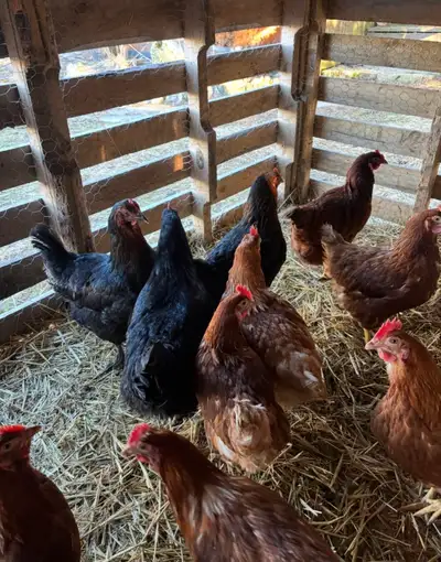 Laying Hens For Sale , View more