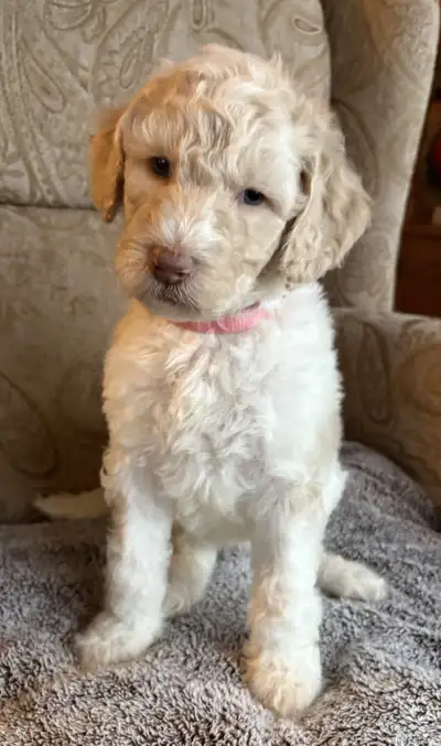 Nine beautiful puppies, 5 boys, 4 girls. Parents are DNA tested & cleared, born Nov 21. Pics of Dad...