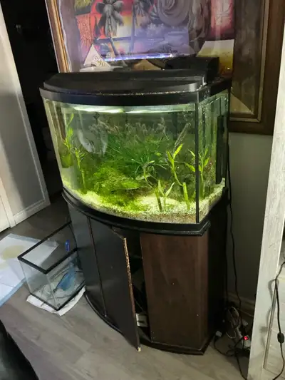 40 gallon tank everything in picture, View more