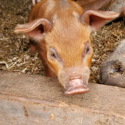 Tamworth X Duroc piglets, View more