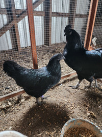 Ayam Cemani chicks