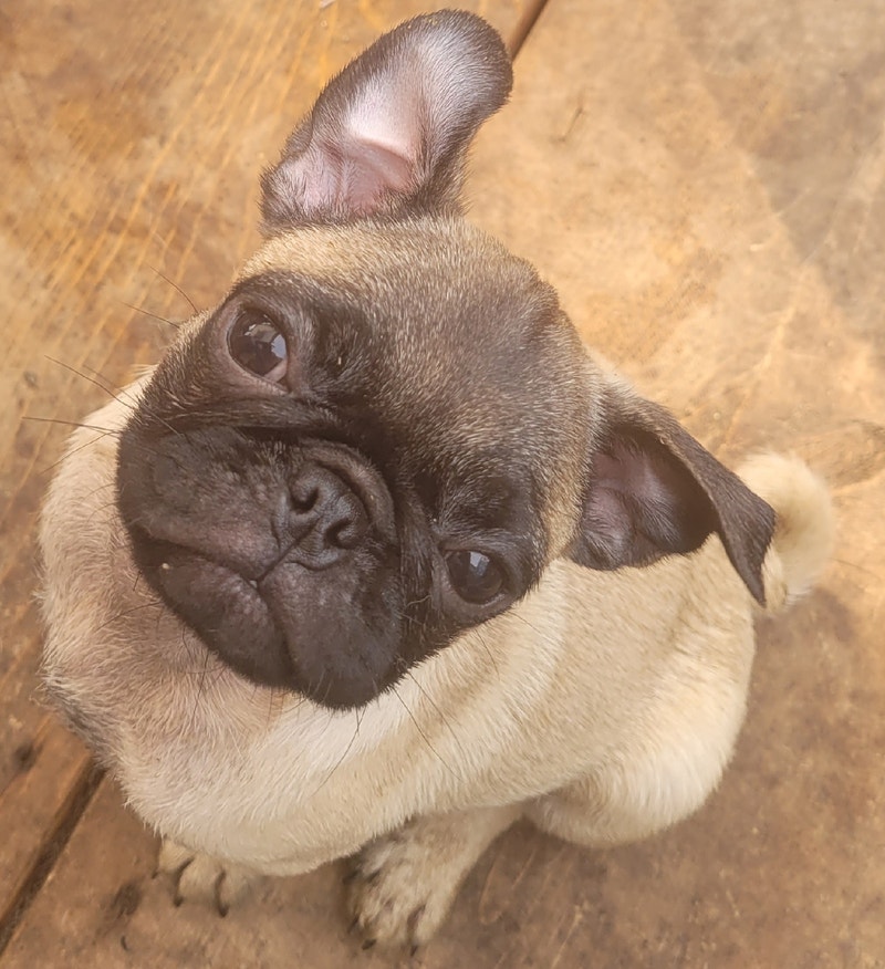 Pug puppies Dogs & Puppies for Rehoming Calgary Kijiji