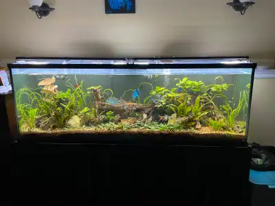Selling 130 gallon fish tank, complete set up including fish, View more