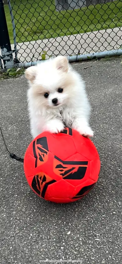 White male Pomeranian puppy, View more
