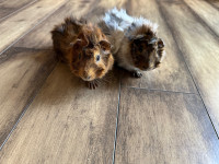 2 abyssinian males guinea pigs