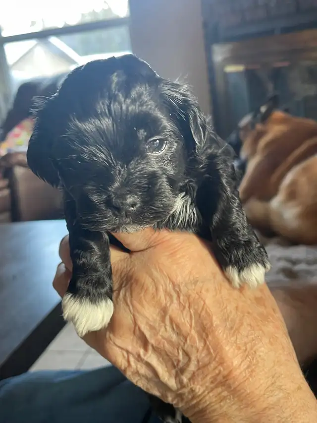 CKC registered Havanese in Dogs & Puppies for Rehoming in Thunder Bay - Image 6