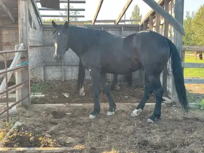 QH x Canadian/Morgan Gelding, View more