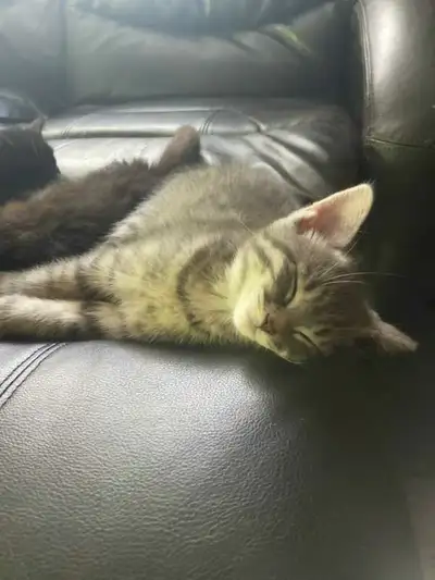 Bb chaton, View more